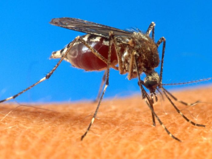 chikungunya In this undated file photo provided by the USDA, an aedes aegypti mosquito is shown on human skin. Mosquito-borne chikungunya disease is not as deadly as dengue but both illnesses manifest similar symptoms: fever, rashes, headache, nausea, fatigue, and acute and long-term arthritis in several joints. INQUIRER FILES