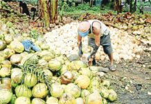 Matured coconuts are collected, dehusked and dried into copra to be sold as raw material for coconut oil. PHOTO BY LA VILLARIBA/PHILIPPINE DAILY INQUIRER