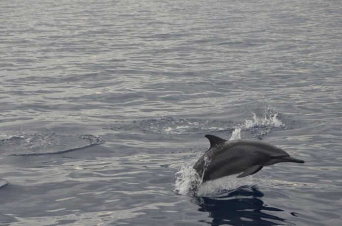 dolphins1_resized A lone spinner dolphin (Stenella longirostris) plies the waters of Tañon Strait. Whereas in previous years one might spot as many as 100 individuals in a single day, only no more than 90 were spotted over a recent four-day survey. UPD-CS MMRCL