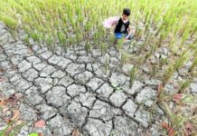 El Niño is forecast to reduce rainfall and cause farms to dry up, such as this parched field in Tanza, Cavite, photographed on May 3, 2023. File photo by MARIANNE BERMUDEZ / Philippine Daily Inquirer