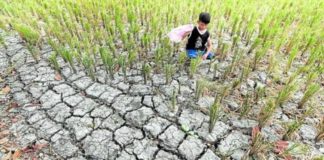 El Niño is forecast to reduce rainfall and cause farms to dry up, such as this parched field in Tanza, Cavite, photographed on May 3, 2023. File photo by MARIANNE BERMUDEZ / Philippine Daily Inquirer