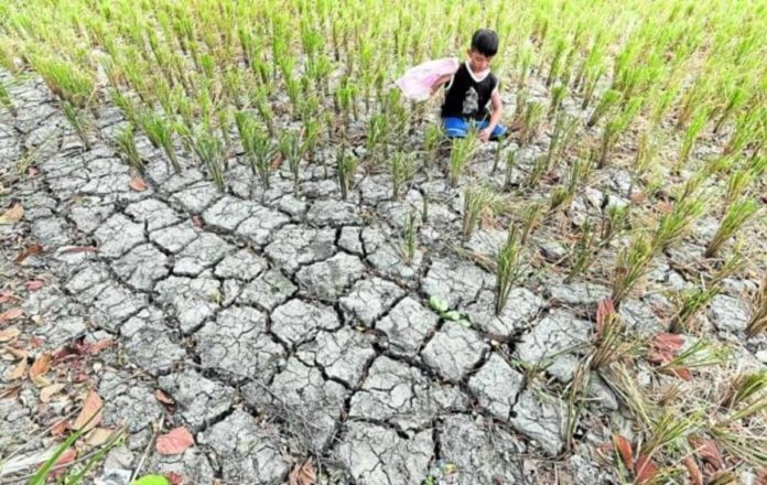 el_niño_resized El Niño is forecast to reduce rainfall and cause farms to dry up, such as this parched field in Tanza, Cavite, photographed on May 3, 2023. File photo by MARIANNE BERMUDEZ / Philippine Daily Inquirer