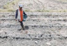 A farmer in Barangay Maname, Naic, Cavite walks along the dried-up rice field. The Philippine Atmospheric, Geophysical, and Astronomical Services Administration expects drought to extend up to second quarter next year. PNA FILE PHOTO BY YANCY LIM