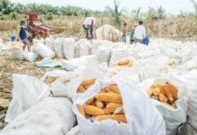 Feed millers urge gov’t to extend tariff cut on corn Executive Order No. 10 extended the temporary modification of rates of import duty on various products including corn until the end of 2023. PHOTO COURTESY OF ABS-CBN NEWS