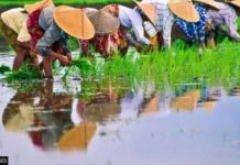 Indonesia orders military to plant rice Indonesian farmers plant rice. Prolonged drought has reduced output of the staple crop in Southeast Asia’s most populous country. High prices have increased imports and threatened food security. GETTY IMAGES