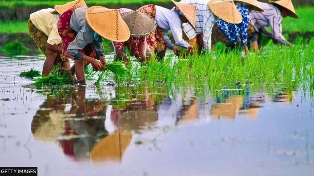 Indonesia orders military to plant rice