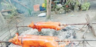Lechon prices in Bacolod City currently range from P6,500 to P14,000. CONTRIBUTED PHOTO