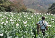 Myanmar now world’s top opium producer Shan State has always been Myanmar’s largest producer of opium. UNODEC