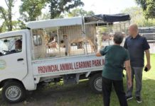 Negros Occidental’s Provincial Administrator Rayfrando Diaz and provincial veterinarian Dr. Placeda Lemana led the turnover of feeder cattle to animal raiser beneficiaries on Friday, Dec. 1. PROVINCIAL GOV’T OF NEGROS OCCIDENTAL FB PHOTO
