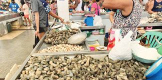 The Bureau of Fisheries and Aquatic Resources has declared the towns of Panay, Pilar, and President Roxas in Capiz free from red tide toxin. Photo shows shellfish being sold at Teodoro Arcenas Trade Center in Roxas City. 107.3 BRIGADA ROXAS CAPIZ