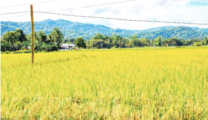 rice_sufficient_resized SUFFICIENT RICE. A rice field in Antique. Office of the Provincial Agriculture chief Nicolasito Calawag said that as of Nov. 30, the province was 159.33 percent sufficient in rice with a total of production of 248,334.28 metric tons. PROVINCE OF ANTIQUE/FACEBOOK