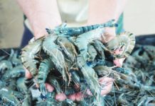 These tiger shrimps were harvested at Aquaculture Department’s Dumangas Brackishwater Station in September 2023.