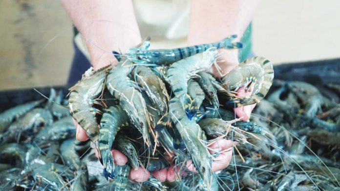 These tiger shrimps were harvested at Aquaculture Department’s Dumangas Brackishwater Station in September 2023.