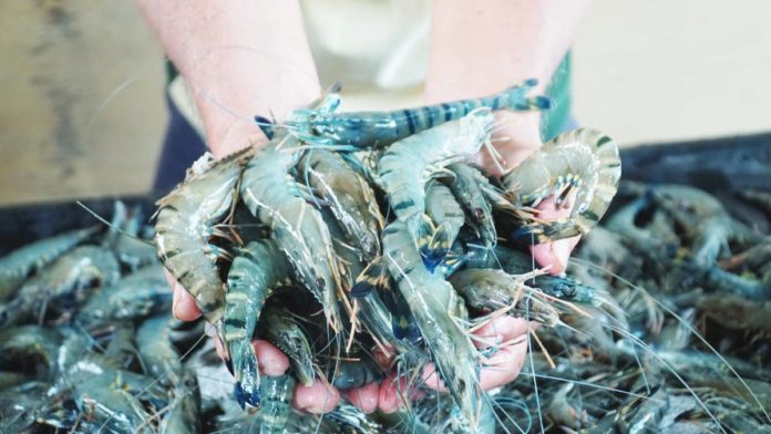 seafdec_1_resized These tiger shrimps were harvested at Aquaculture Department’s Dumangas Brackishwater Station in September 2023.