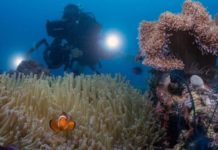 PH bags 4 major tourism awards in Dubai A diver takes photos of corals during the Bohol Loop Dive Expo 2023. Participated by various diving and underwater photography enthusiasts, the first-ever underwater activity in Bohol featured world-class dive sites in Central Visayas. SPARK CHAO VIA BOHOL LOOP DIVE EXPO FB PHOTO
