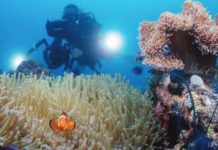 PH bags 4 major tourism awards in Dubai A diver takes photos of corals during the Bohol Loop Dive Expo 2023. Participated by various diving and underwater photography enthusiasts, the first-ever underwater activity in Bohol featured world-class dive sites in Central Visayas. SPARK CHAO VIA BOHOL LOOP DIVE EXPO FB PHOTO