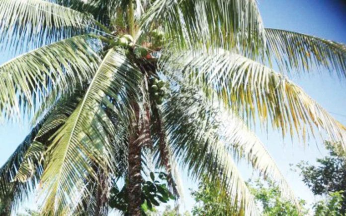 Antique_resized A fruit-bearing coconut tree in a backyard in Sibalom, Antique. Philippine Coconut Authority Antique head Gregory Teñoso III called for farmers to register with the National Coconut Farmers Registry System to avail of assistance. ANNABEL CONSUELO J. PETINGLAY PHOTO / PNA