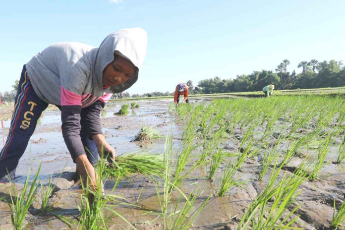 DA_resized A teenager helps her parents plant rice seedlings in Población II, Peñaranda, Nueva Ecija. Young Filipinos are urged to help attain food security in the country by participating in food production. PNA