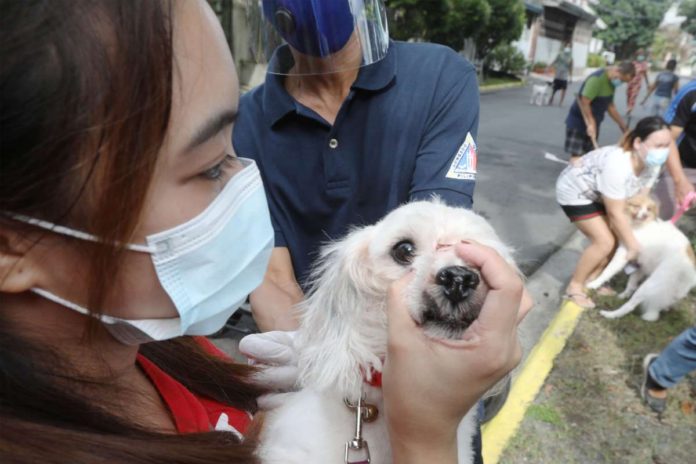 DOH_resized A woman holds the mouth of her pet dog while a Quezon City Veterinary worker administers a free vaccine shot against rabies in Barangay Kaligayahan in Fairview, Quezon City. Prevention is always better than cure: all cats and dogs must be vaccinated against rabies, and all animal bites must be brought to medical attention immediately. PNA