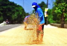PH ‘palay’ output in 2023 tipped to hit record high The Department of Agriculture is yet to finalize its targets for 2024 but expects palay output to remain at the 20-million metric ton level given the possible constraints on production due to the El Niño. INQUIRER FILE PHOTO