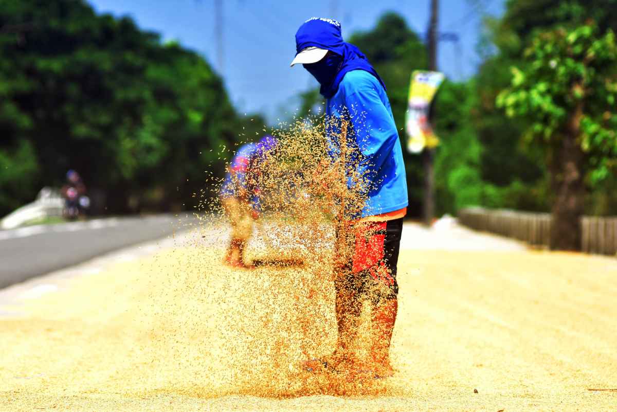 PH ‘palay’ output in 2023 tipped to hit record high