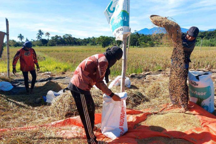 Farmers gather leftover grains after a harvest in Bagsak, Calinan, Davao City. According to a survey, 47 percent of Filipino families rated themselves as “poor”, 33 percent said that they were “borderline” or between poor and not poor, while 20 percent said that they were “not poor”. PNA