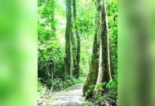 The Bulabog Putian National Park trail