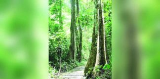 The Bulabog Putian National Park trail