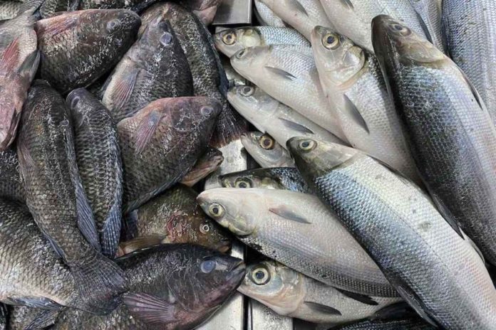 bangus-tilapia Fish is displayed for sale at the seafood section of a supermarket in Quezon City. RON CALUNSOD, ABS-CBN NEWS/FILE PHOTO