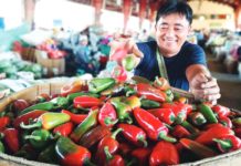 Bell pepper prices drop Prices of bell pepper dropped to as low as P10 per kilo. Photo shows a farmer from La Trinidad, Benguet packing his newly harvested bell peppers. DAVE LEPROZO PHOTO