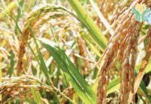 BOI to help in commercialization, promotion of local biofertilizer The Board of Investments (BOI) said it has started collaborating with AgriSpecialist, Inc. to promote the use of locally-produced biofertilizer products. It added that Bio-N, a locally-developed biofertilizer, can increase crop yield by 11 percent and help farmers save P10,000 per hectare. FILE PHOTO