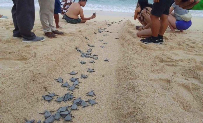 boracay_turtle_resized The Environment and Natural Resources Office in Boracay facilitated the release of Olive ridley turtle hatchlings in Punta Bunga, Barangay Yapak earlier this month. DENR WESTERN VISAYAS PHOTO
