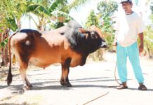 The Siquijor native cattle were found to have good qualities of a dairy cattle. PHILIPPINE GENOME CENTER PHOTO