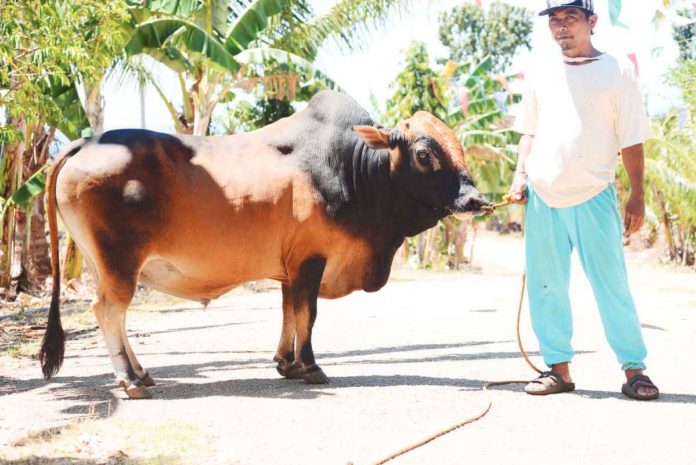 dairy_output_resized The Siquijor native cattle were found to have good qualities of a dairy cattle. PHILIPPINE GENOME CENTER PHOTO