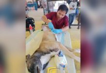 The Office of the Provincial Veterinarian of Iloilo conducted free neutering or castration of dogs in Anilao town. OFFICE OF THE PROVINCIAL VETERINARIAN PHOTO