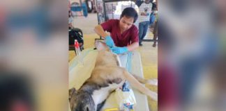 The Office of the Provincial Veterinarian of Iloilo conducted free neutering or castration of dogs in Anilao town. OFFICE OF THE PROVINCIAL VETERINARIAN PHOTO