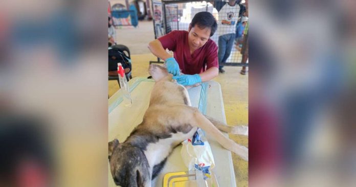 The Office of the Provincial Veterinarian of Iloilo conducted free neutering or castration of dogs in Anilao town. OFFICE OF THE PROVINCIAL VETERINARIAN PHOTO