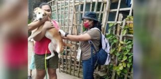 A total of 228,984 dogs in Iloilo province have been vaccinated as of Dec. 31, 2023, data from the Provincial Veterinary Office showed. PHOTO COURTESY OF PNA