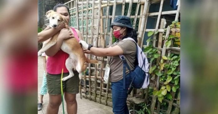 dog_vaxx_resized A total of 228,984 dogs in Iloilo province have been vaccinated as of Dec. 31, 2023, data from the Provincial Veterinary Office showed. PHOTO COURTESY OF PNA
