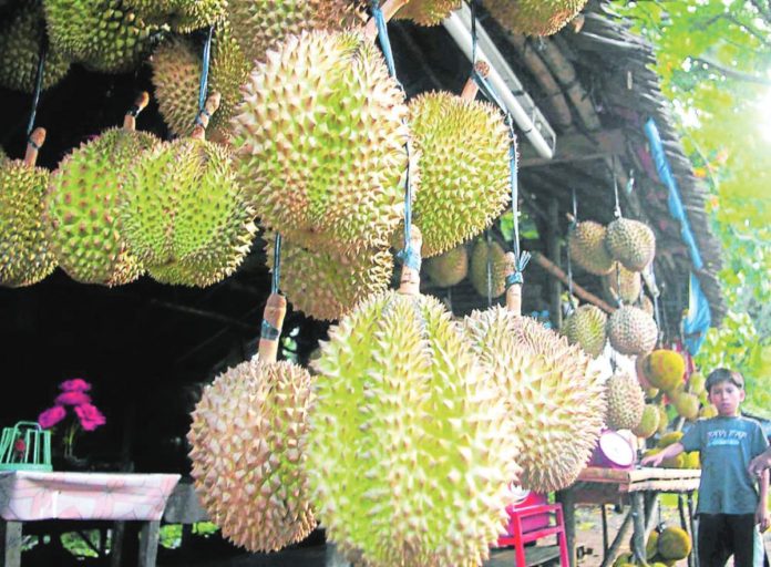 durian_pic_resized The Philippines has been among the top 10 global suppliers of durian, also known as the “king of fruits.” INQUIRER FILE PHOTO