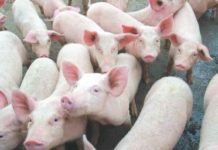 The price of live-weight pork in Negros Occidental currently ranges from P160 to P180 per kilogram, according to the Provincial Veterinary Office.