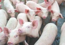 Iloilo hog raisers seek gov’t lifeline; Farmgate rates fall below production costs as feeds, veterinary supplies remain expensive The price of live-weight pork in Negros Occidental currently ranges from P160 to P180 per kilogram, according to the Provincial Veterinary Office.