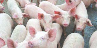 The price of live-weight pork in Negros Occidental currently ranges from P160 to P180 per kilogram, according to the Provincial Veterinary Office.