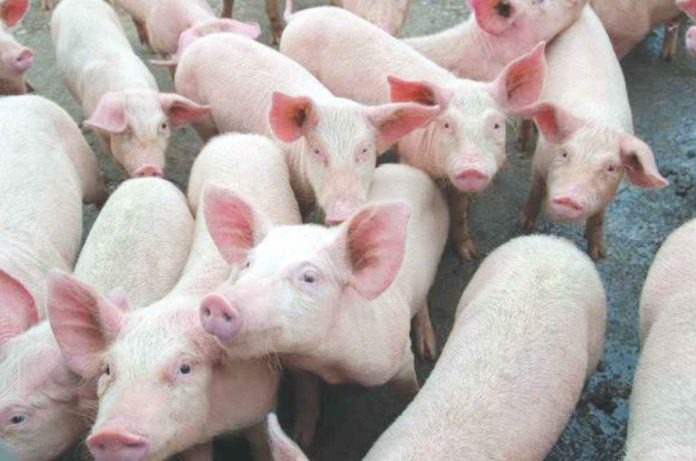 hogs_pic_resized The price of live-weight pork in Negros Occidental currently ranges from P160 to P180 per kilogram, according to the Provincial Veterinary Office.