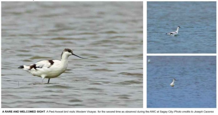 migratory bird A RARE AND WELCOMED SIGHT. A Pied Avocet visits Western Visayas for the second time during the Asian Waterbird Census in Sagay City, Negros Occidental. JOSEPH CACERES PHOTO / DENR 6
