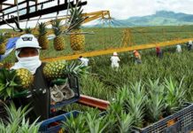 PH eyes FTA with SoKor to take effect by H1 2024 The Philippines, under the Free Trade Agreement with South Korea, bats for zero tariff on tropical fruits such as banana and pineapple, which are the country’s major exports to the East Asian trade partner. DOLE PHILIPPINES PINEAPPLE PLANTATION FILE PHOTO