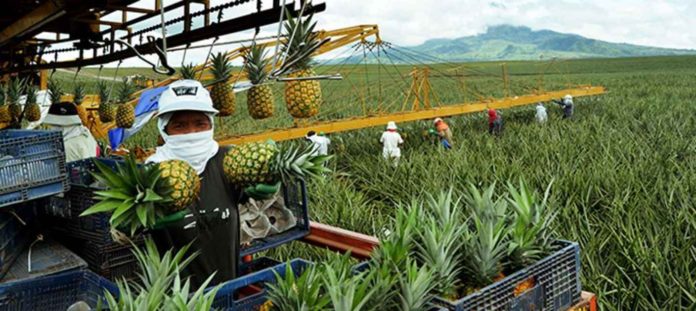 pineapples_resized The Philippines, under the Free Trade Agreement with South Korea, bats for zero tariff on tropical fruits such as banana and pineapple, which are the country’s major exports to the East Asian trade partner. DOLE PHILIPPINES PINEAPPLE PLANTATION FILE PHOTO