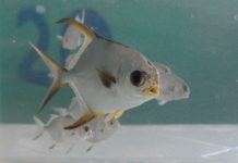 The Department of Agriculture, through Bureau of Fisheries and Aquatic Resources, will promote pompano production as part of the government's push to expand mariculture parks and modernize the aquaculture industry. SEAFDEC.ORG.PH PHOTO
