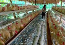 The Department of Agriculture imposed a temporary ban on the importation of poultry and poultry products, including eggs and day-old chicks, from Japan due to an outbreak of avian influenza. Photo shows a government-funded poultry farm in Jipapad, Eastern Samar. DEPARTMENT OF AGRICULTURE 8 PHOTO
