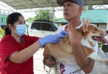 Unvaccinated, unregistered pets may expose owners to penalties A man holds his pet dog while a veterinary worker administers a free vaccine shot against rabies in Laguna province. Despite being vaccine-preventable, rabies is the cause of more than 59,000 human deaths each year. In the Philippines, at least 200 deaths annually are caused by rabies. PIA